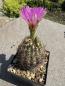 Preview: Thelocactus schwarzii